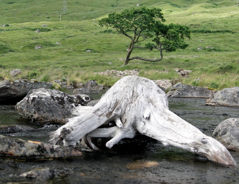 Driftwood Scotland 1.jpg